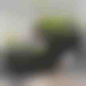 Plantekasse til haven | BOTANITKO