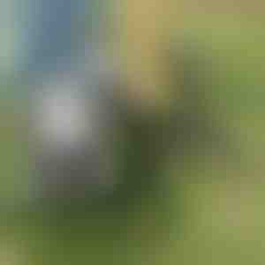 Ukrudtsfjerner Værktøj | ROOTNIK