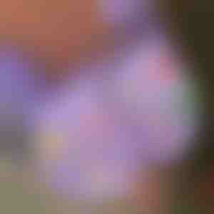 Julelysende sko-vedhæng (7 stk) | SHINETAGS